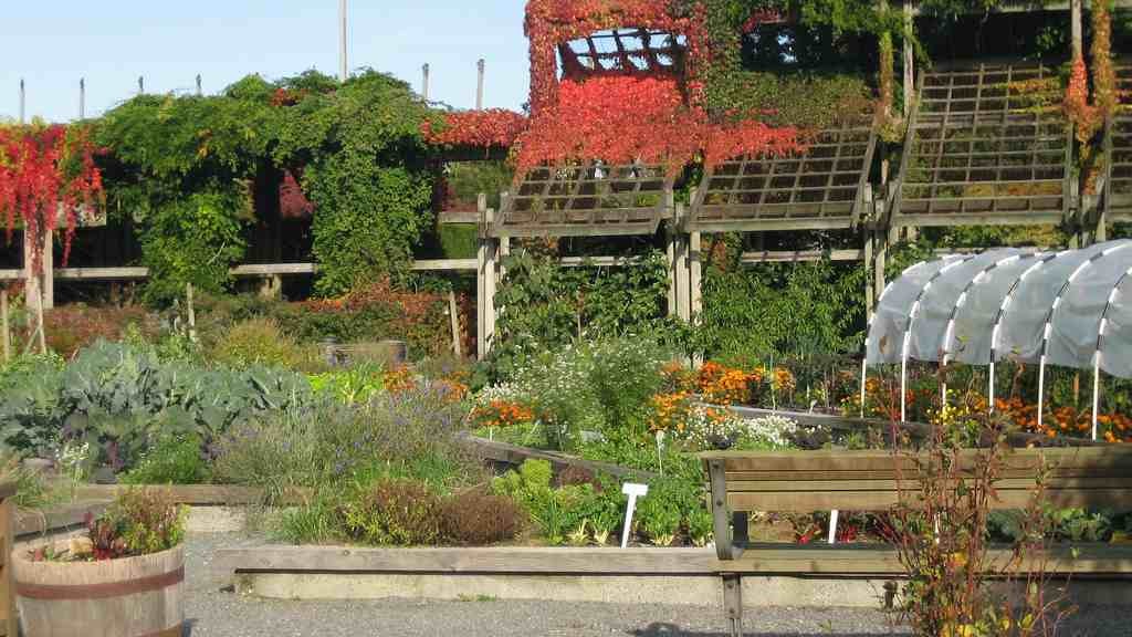 food garden, gardening