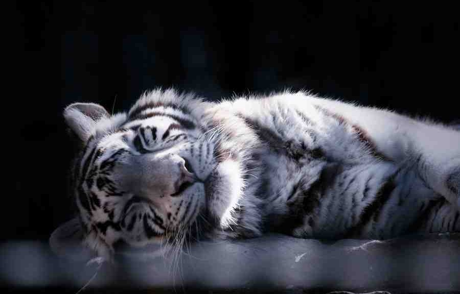 tiger, sleep, sleeping, white tiger, white tiger sleeping