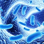 bacteria, human microbiome, gut bacteria, gut microbes