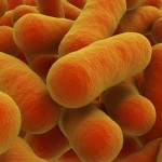 bacteria, gut bacteria, microbes, human microbiome