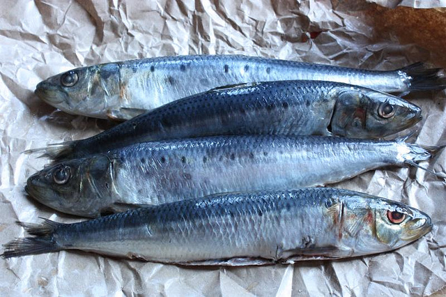 sardines, fish