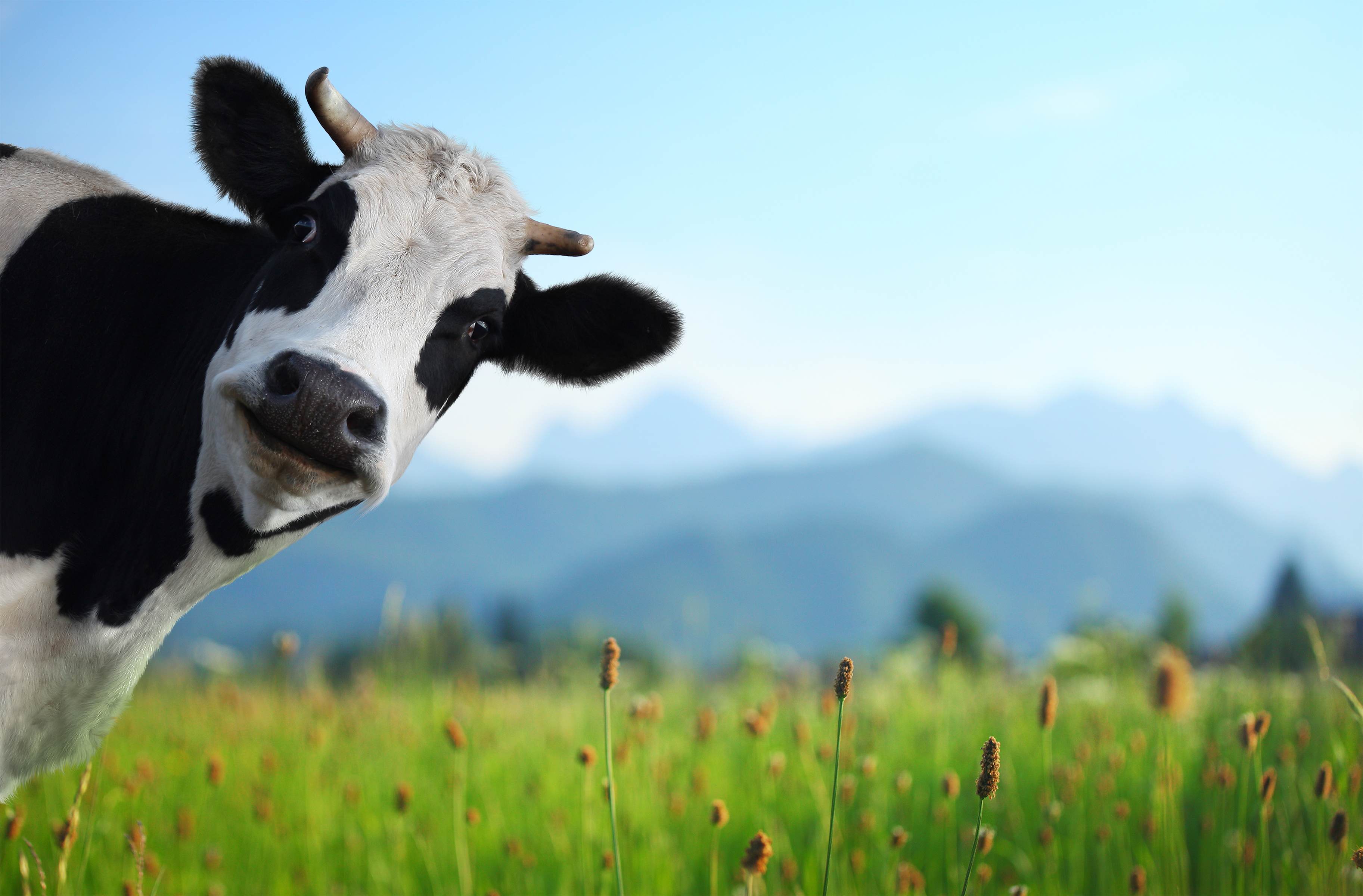 Funny-cow-on-a-green-meadow.jpg