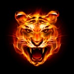 tiger, head, flame