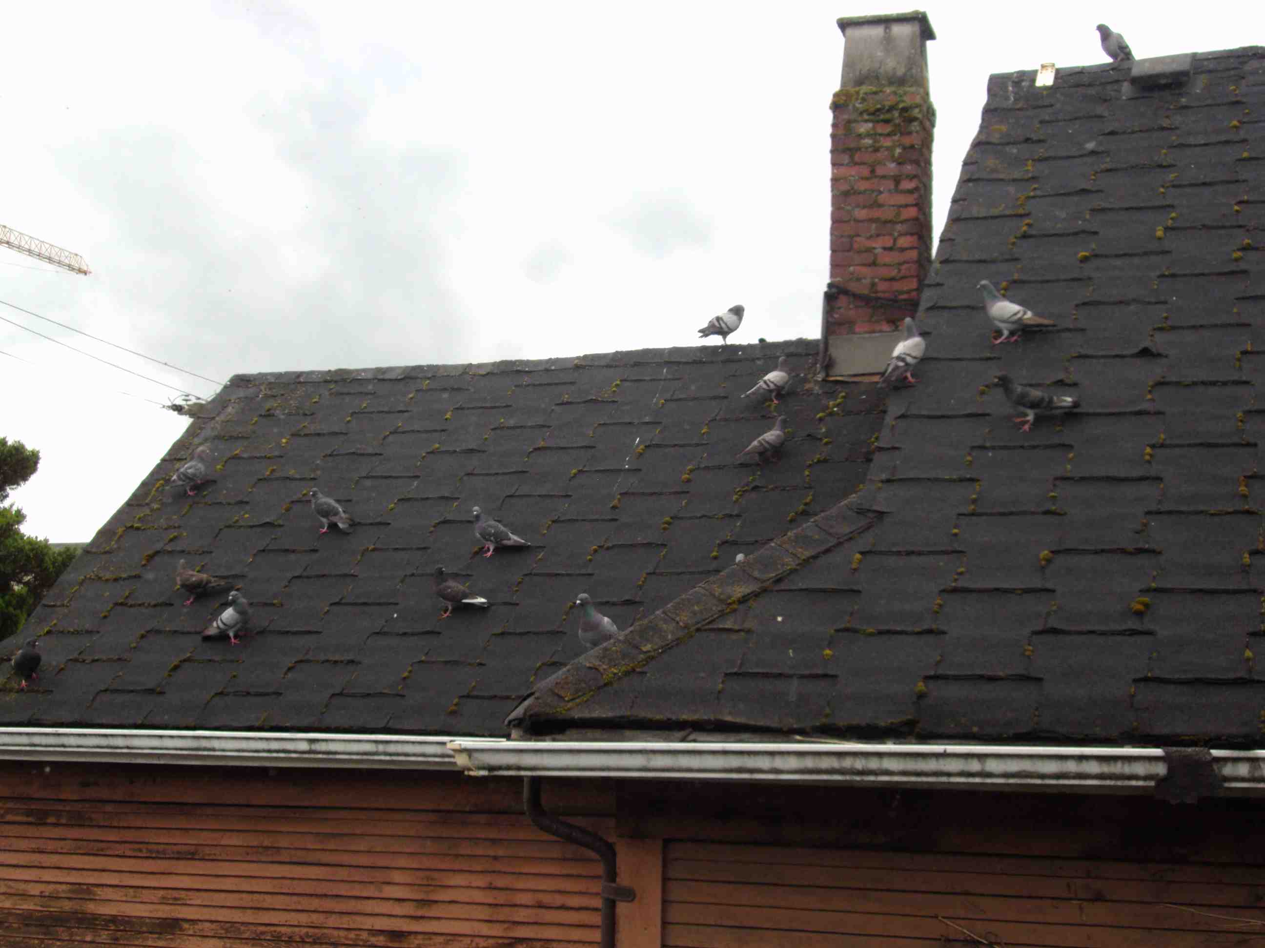 pigeons, roof