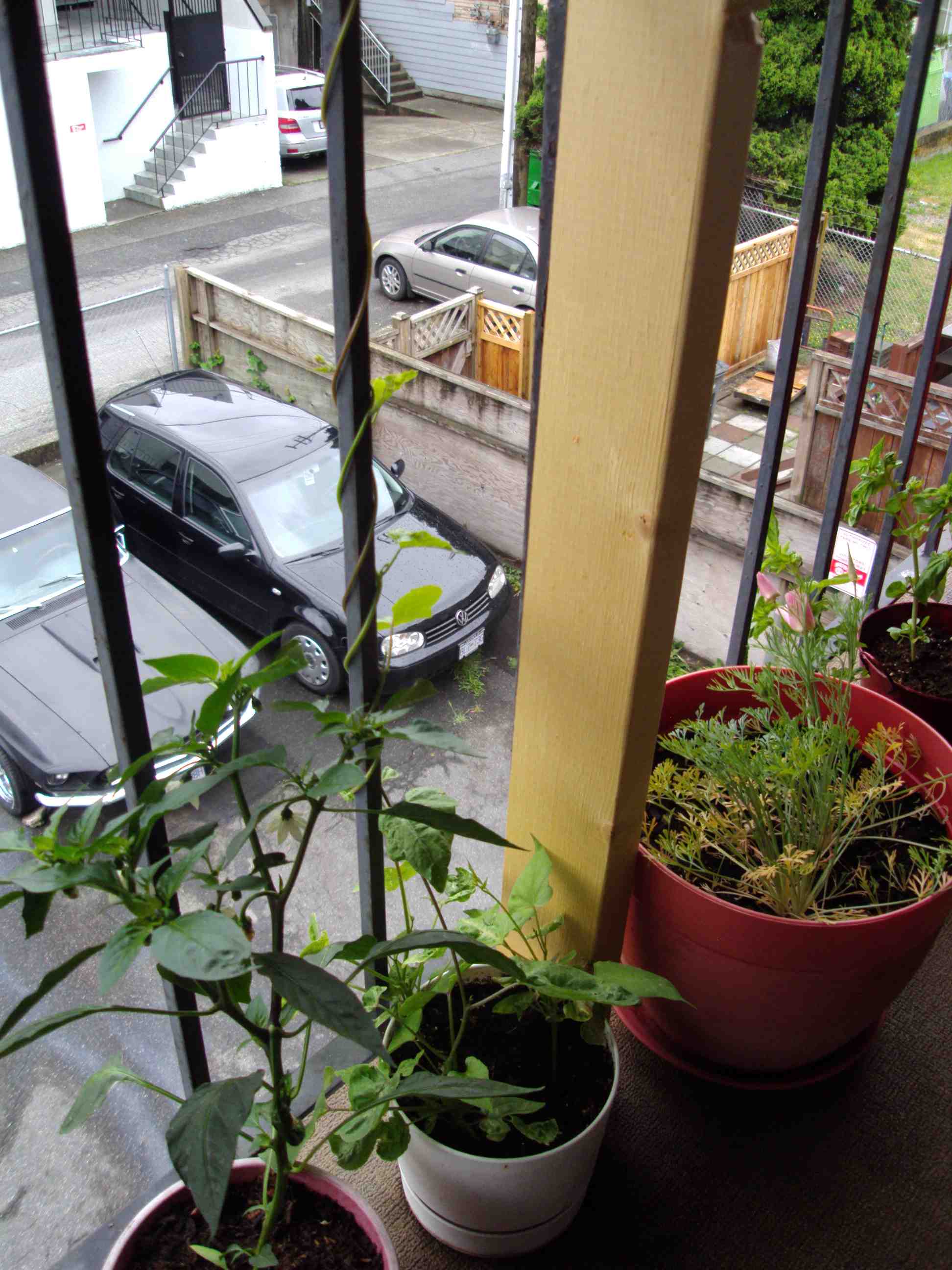 vines, flowers