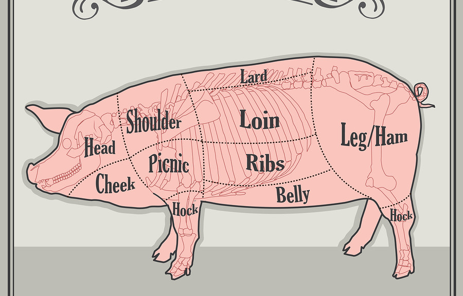Butcher Pig. Butcher Pig Cuts. Butcher Pig Costume. Butcher Pig Cuts Meat. Butcher Pig For Sale. Pig Skeleton. Vector Illustration. Pig Skeleton For Sale. Pig Skeleton Anatomy. Pig Skeleton Model.