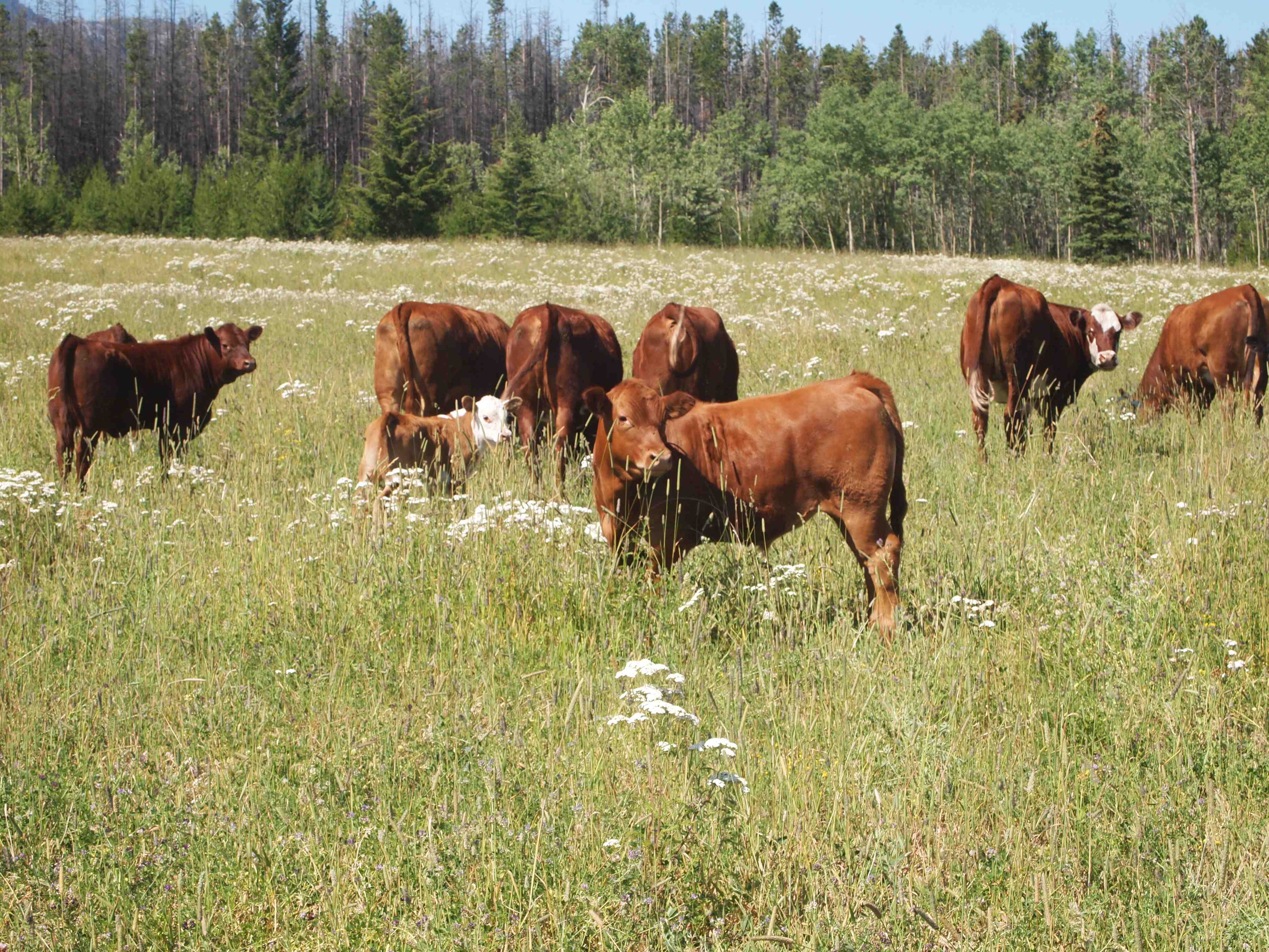 cattle, steers, cows, grass fed, beef